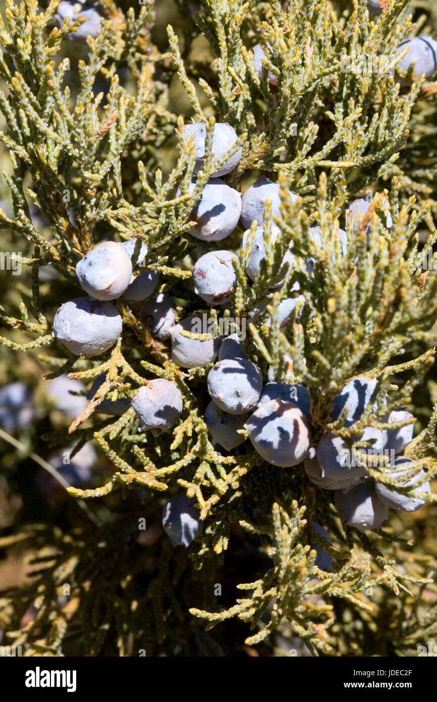 Alligatore Ginepro Juniperus deppeana Tucson, Arizona, Stati Uniti 16 giugno Cupressaceae Foto Stock