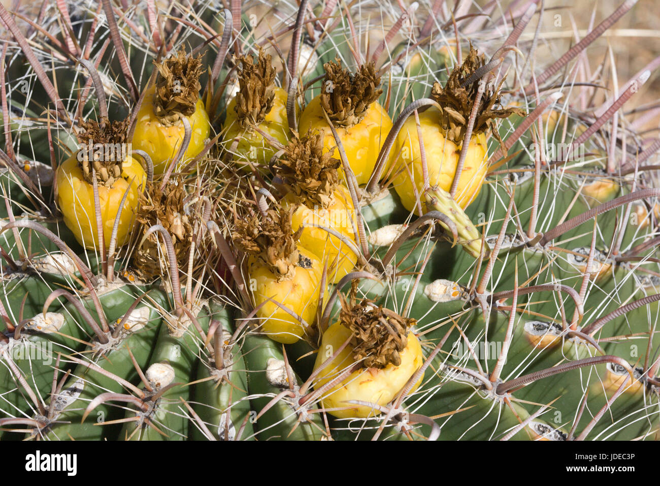 Canna Fishhook Ferocactus wislizeni Tucson, Arizona, Stati Uniti frutto Cactaceae frutto di questo cactus sono mangiati da una ampia varietà di deserto d Foto Stock