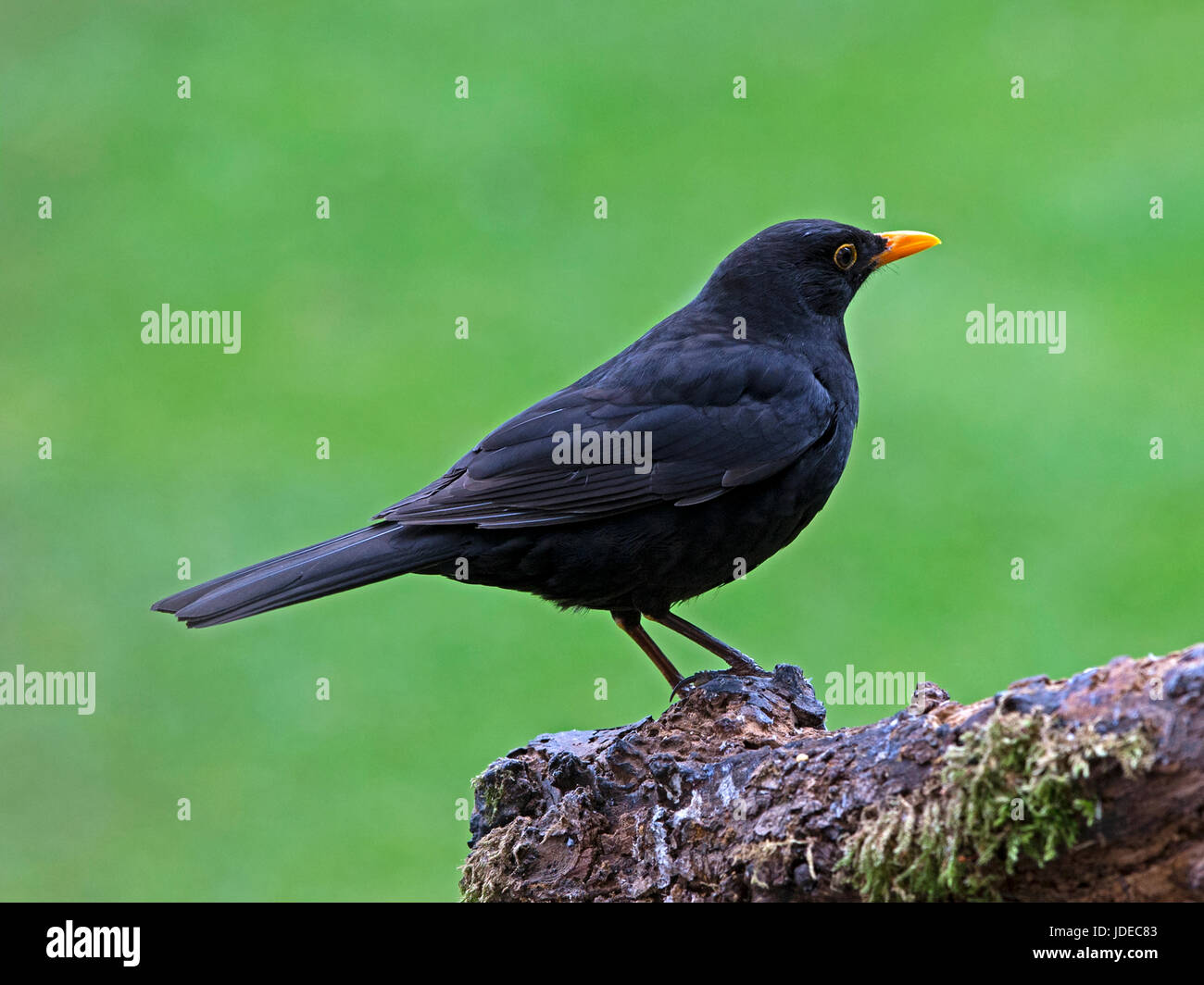 Maschio di merlo comune appollaiato su un ramo Foto Stock