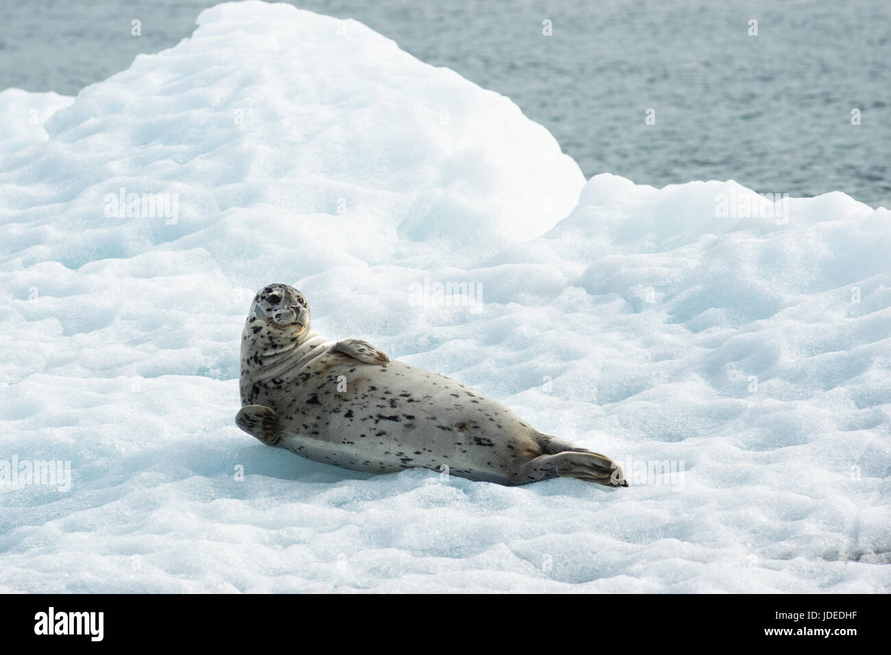 Questo leone di mare sembra sa di essere fotografato un animale selvatico recante su ghiaccio nell'Oceano Pacifico Foto Stock