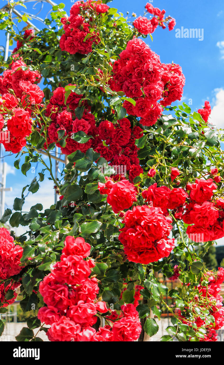 Vivace fioritura tall red rose rampicanti in un giardino di rose Foto Stock
