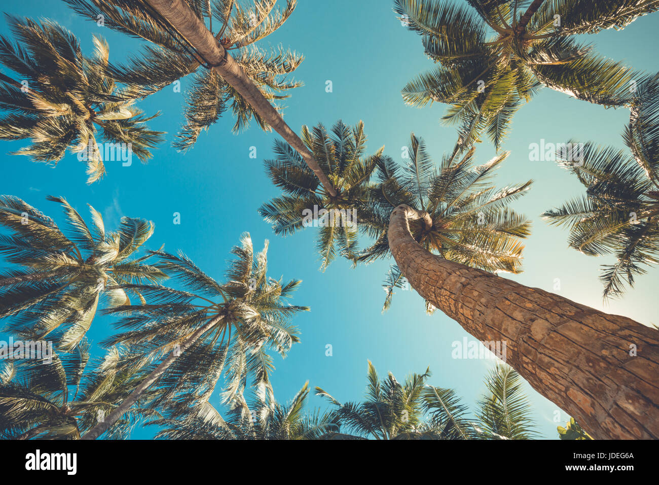 Splendide palme sul bellissimo paesaggio dello sfondo. Vintage Palme Vintage chiaro cielo estivo. Spiaggia tropicale palme rilassamento zen in Foto Stock