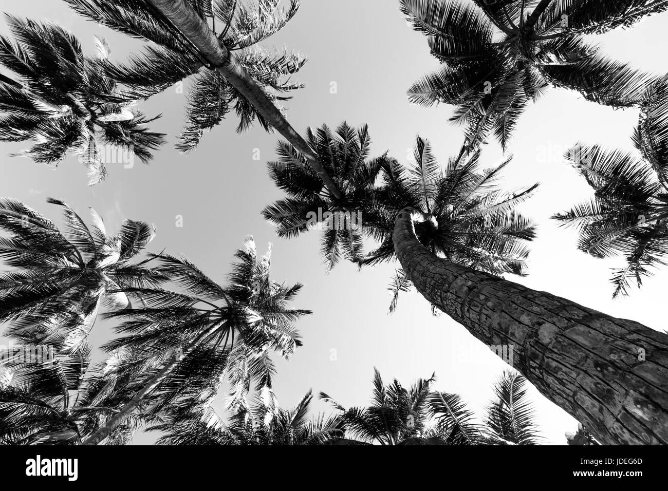 Splendide palme sul bellissimo paesaggio dello sfondo. Vintage Palme Vintage chiaro cielo estivo. Spiaggia tropicale palme rilassamento zen in Foto Stock