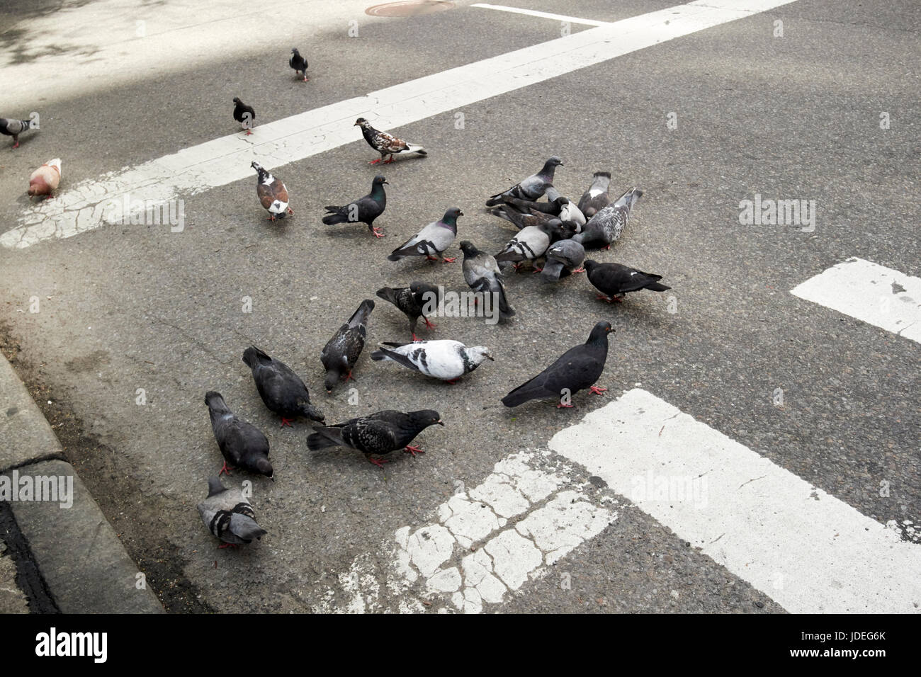 Stormo di piccioni sulla via della città di New York City STATI UNITI D'AMERICA Foto Stock