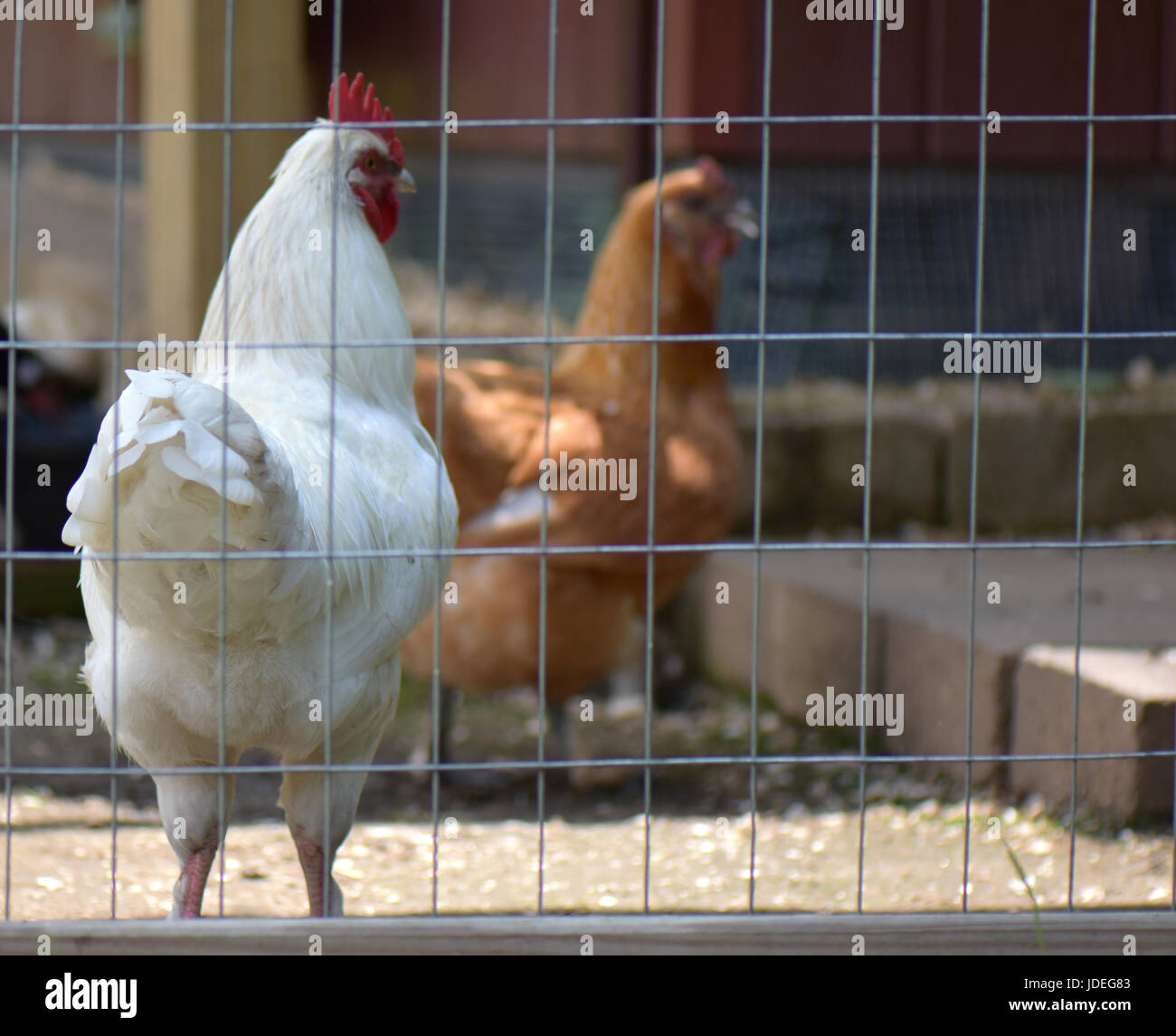 Un mazzetto di backyard polli e galli godendosi un po' di tempo. Foto Stock