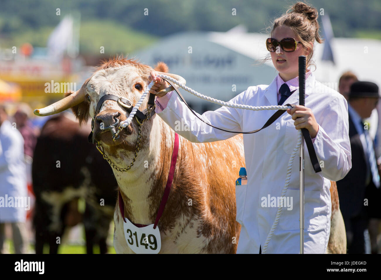 Un toro è esposto durante il Royal Welsh Show 2016 presso il Royal Welsh Showground, Llanelwedd, Builth Wells, Powys, Wales, Regno Unito, 19 luglio 2016. Foto Stock