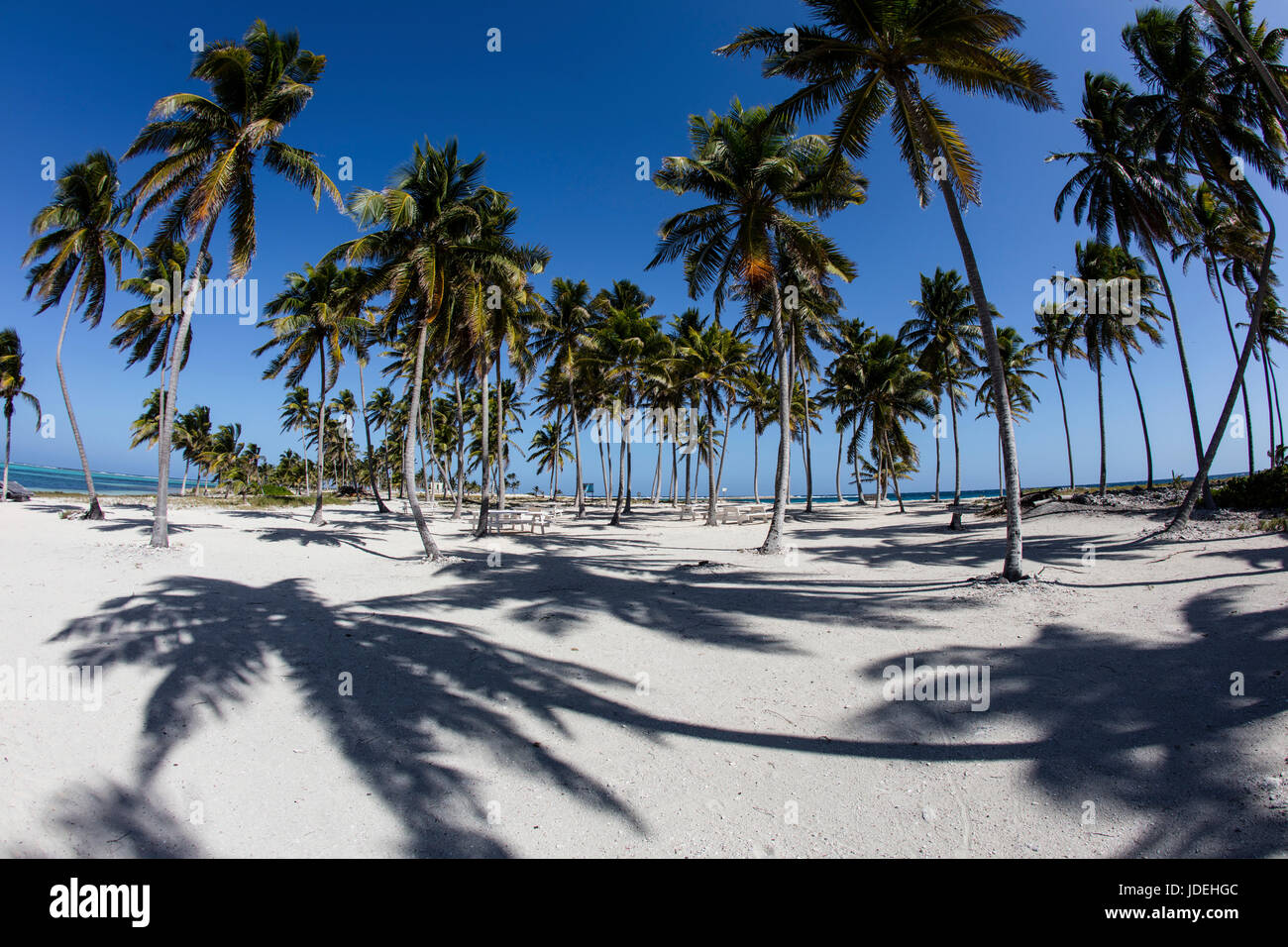 Spiaggia di sabbia nel Belize, Turneffe Atoll, dei Caraibi, del Belize Foto Stock