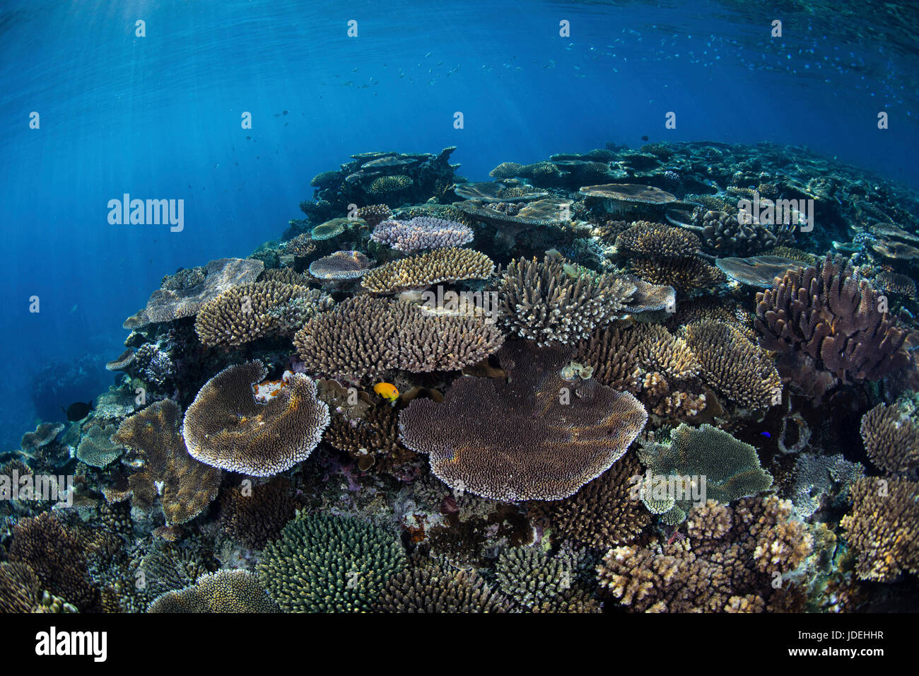 Tabella coralli sulla cima della scogliera, Acropora, Oceano Pacifico del Sud, Isole Figi Foto Stock
