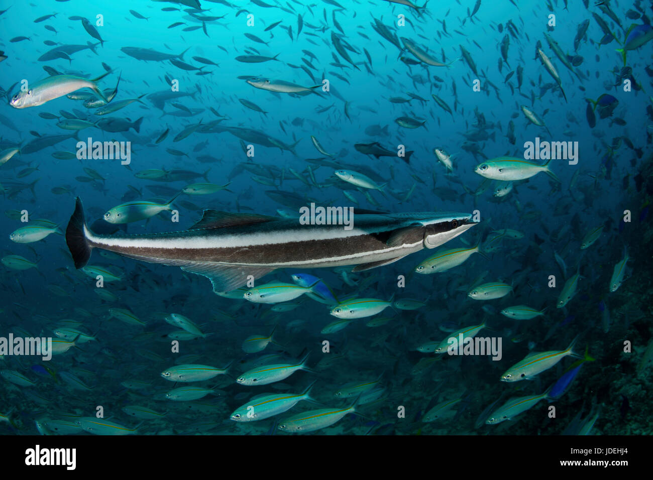 Snello Suckerfish, Echeneis naucrates, Oceano Pacifico del Sud, Isole Figi Foto Stock