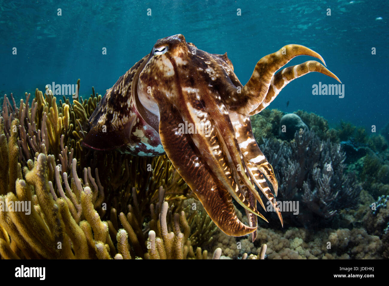 Broadclub Le Seppie Sepia latimanus, Parco Nazionale di Komodo, Indonesia Foto Stock