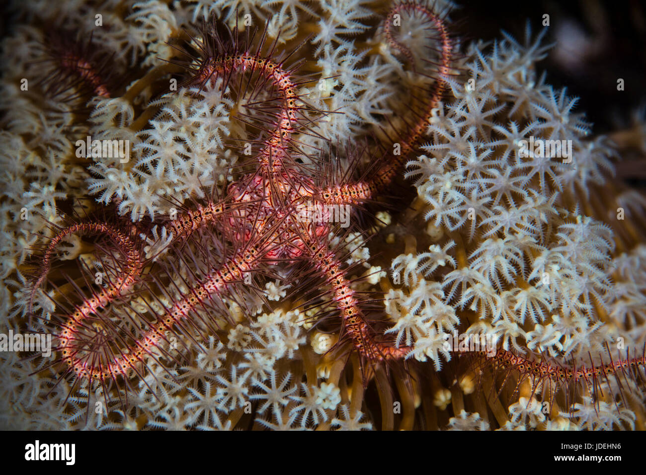 Fragili stelle marine, Ophiotrix, Parco Nazionale di Komodo, Indonesia Foto Stock