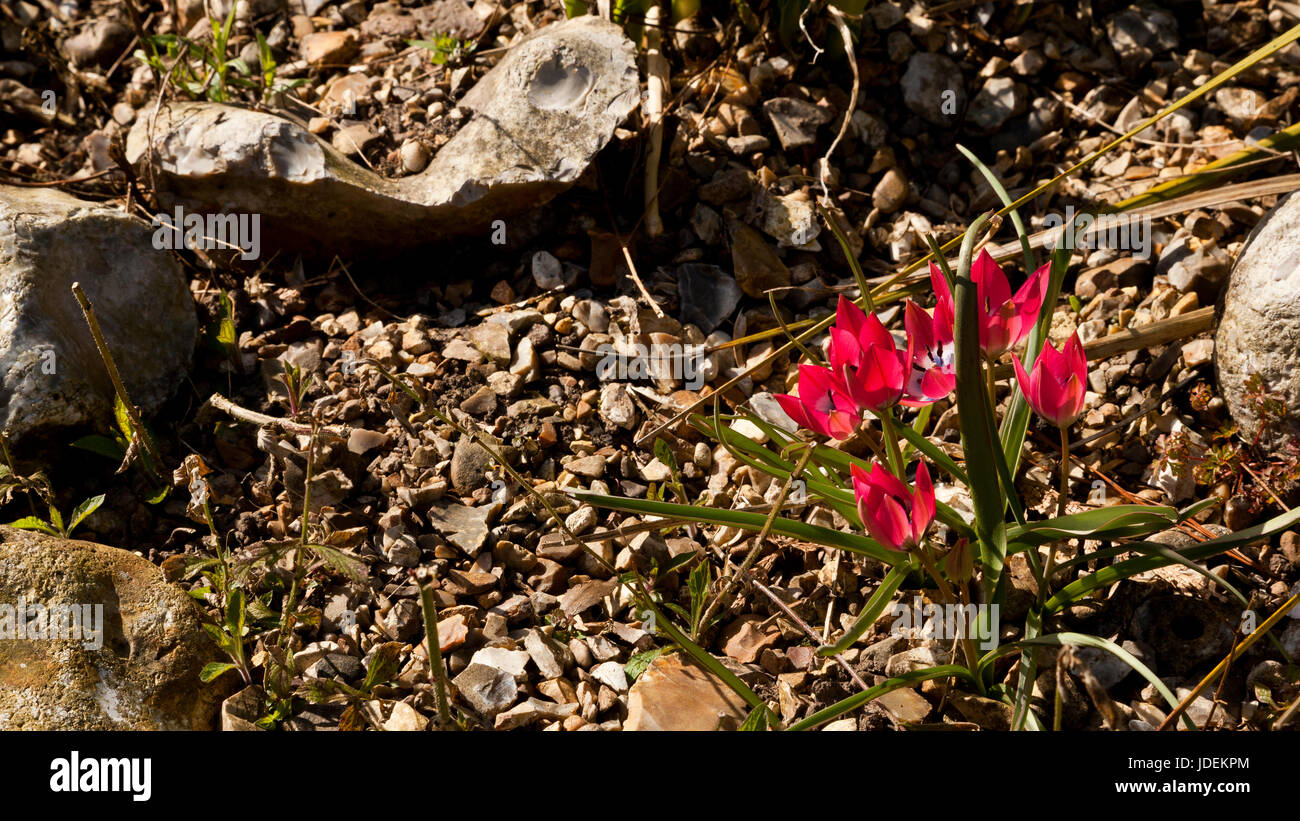 Cerise delicati fiori di colore rosa di una pianta che sopravvive in un severo ambiente arido Foto Stock