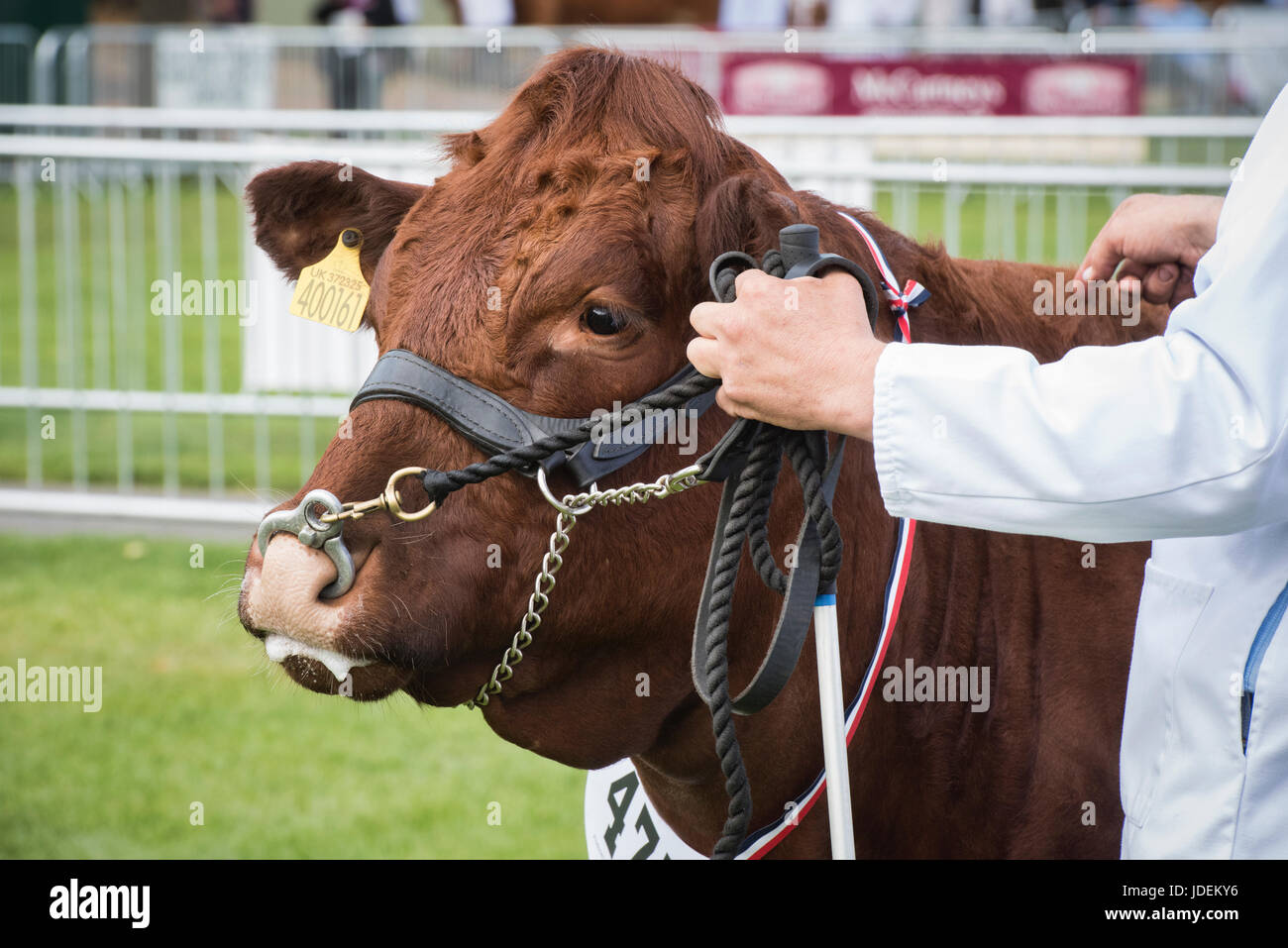 Bos taurus. Vacca di Devon in mostra ad uno spettacolo agricolo. REGNO UNITO Foto Stock