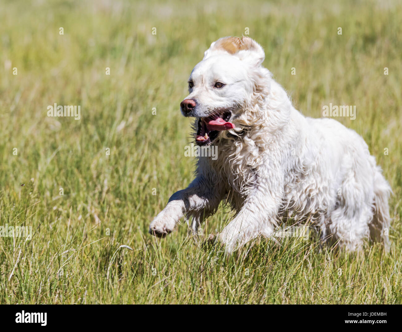 Color platino Golden Retriever cane in esecuzione su una centrale di Colorado Ranch; USA Foto Stock