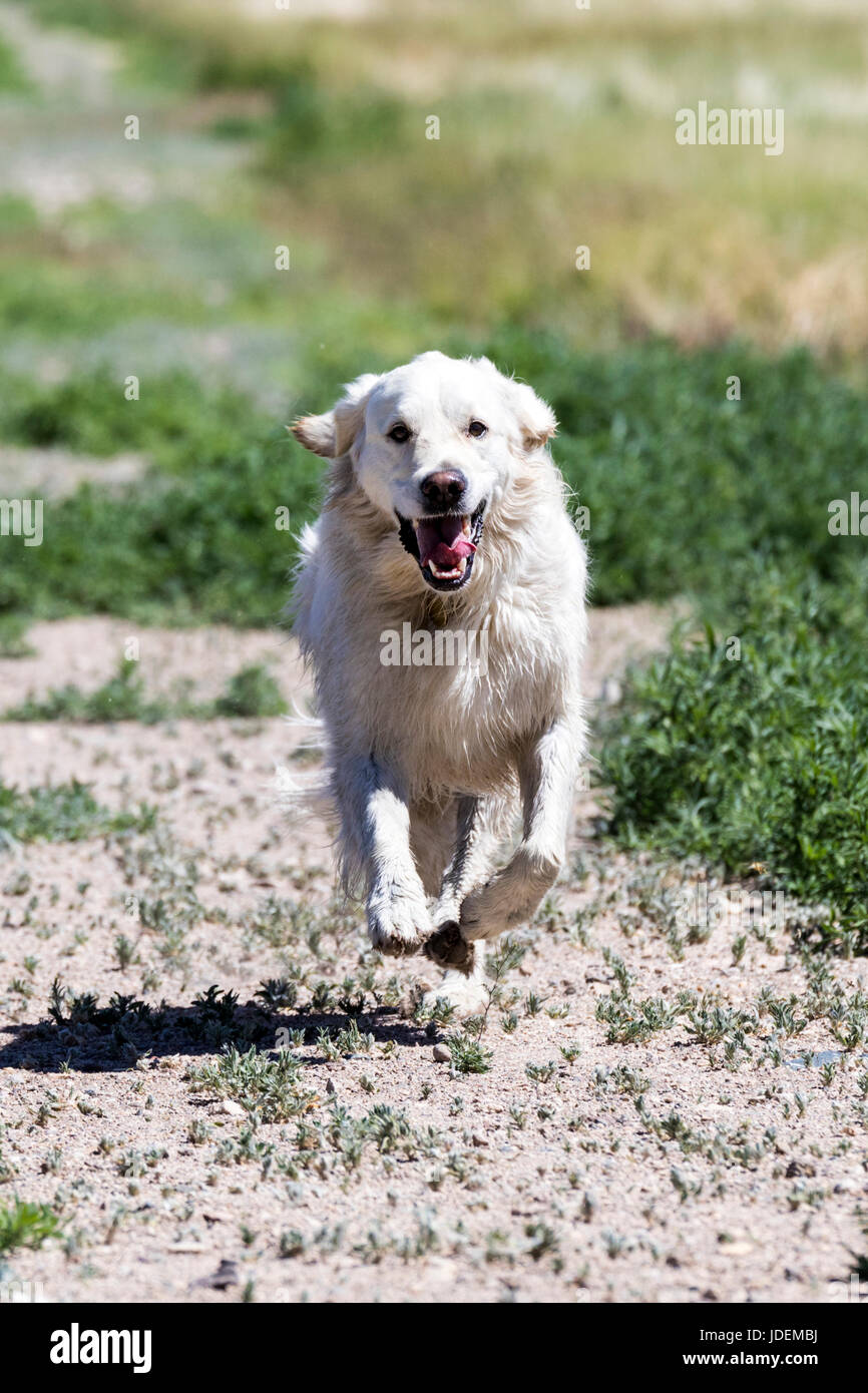 Color platino Golden Retriever cane in esecuzione su una centrale di Colorado Ranch; USA Foto Stock