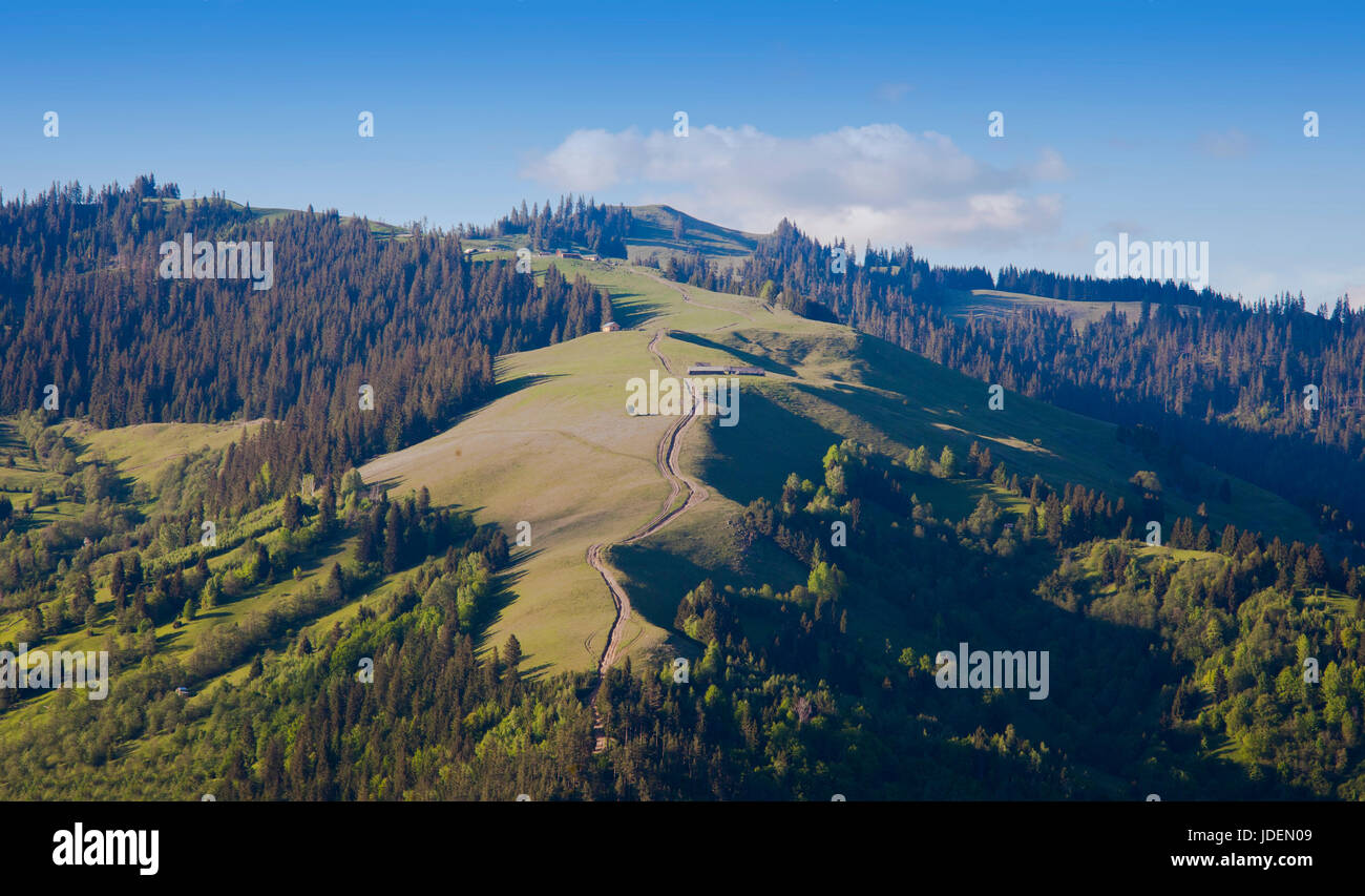 Picco di montagna nei Carpazi romeni, Poiana Teiului Foto Stock