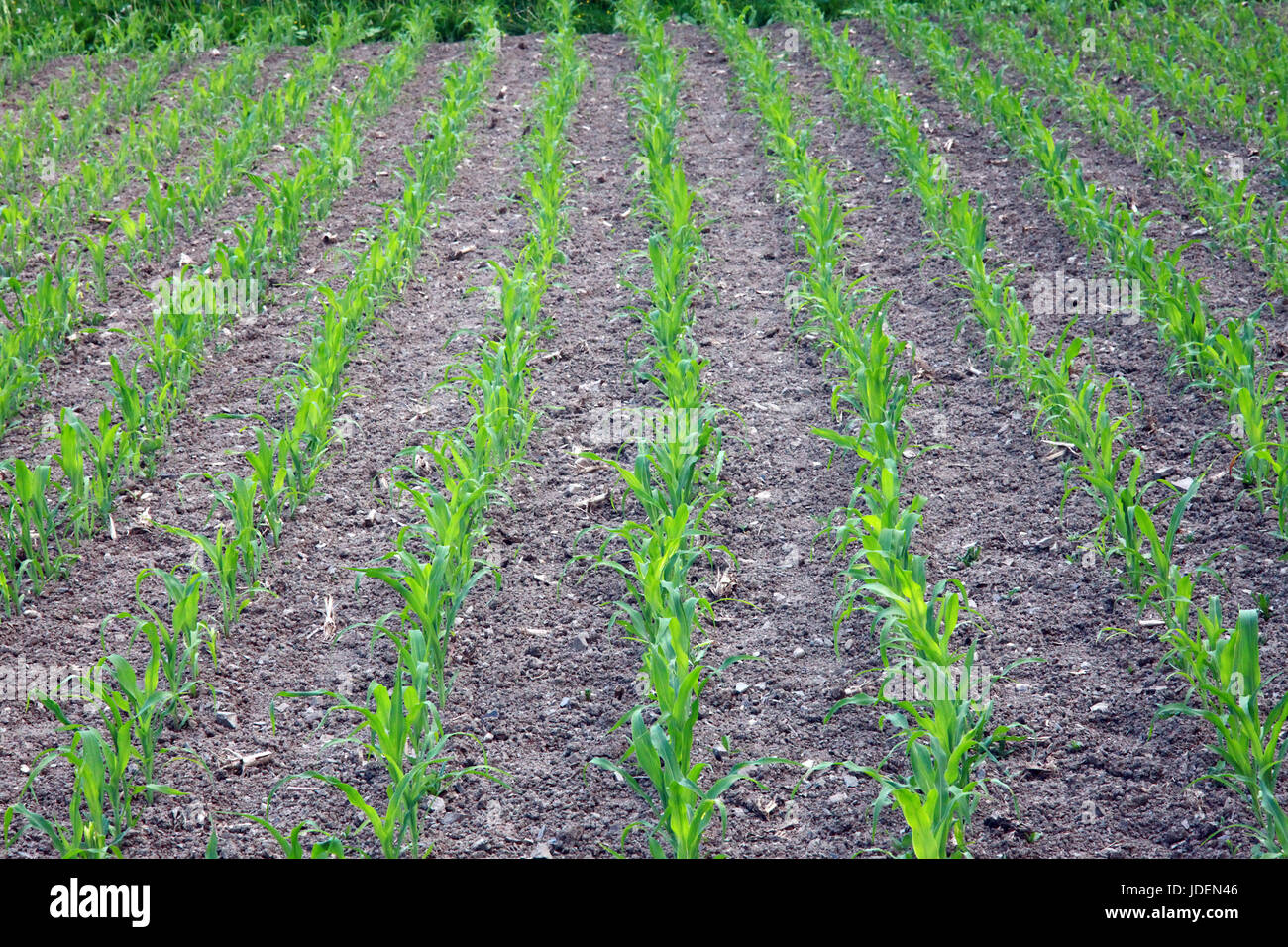 La cultura di mais in righe, agricoltura foto Foto Stock