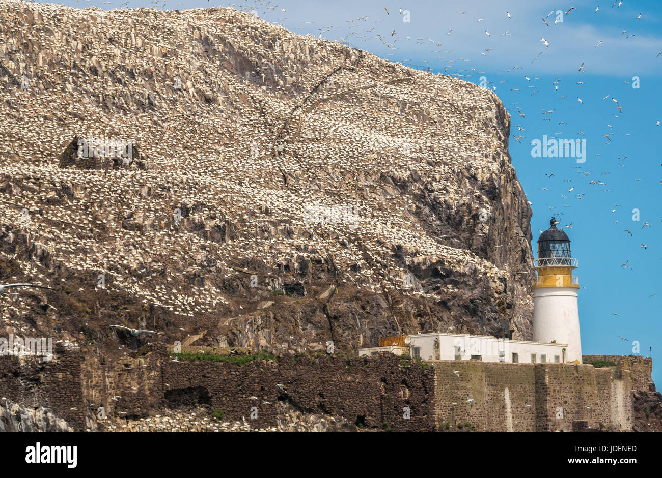 Gannetti settentrionali, Morus fagiano, nidificazione e volo intorno al faro di Bass Rock, Firth of Forth, Scozia, Regno Unito Foto Stock