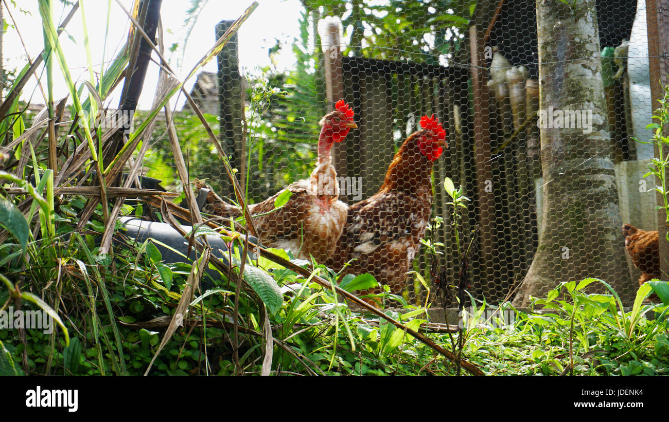 Due galline sintonizzate Foto Stock