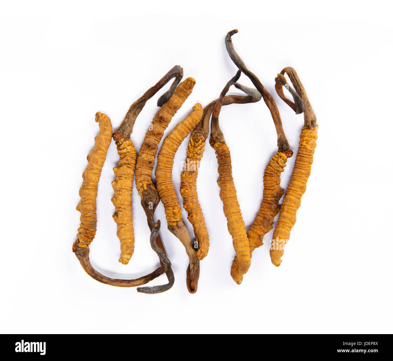 Cordyceps sinensis re di medicina tradizionale cinese Foto Stock