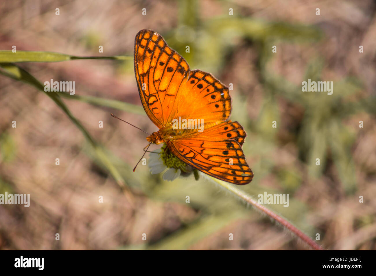 Farfalla arancione Foto Stock