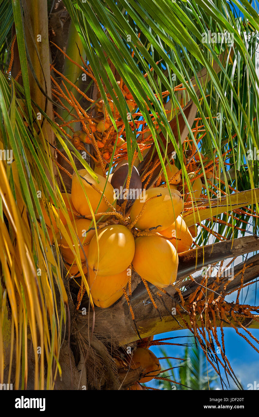 Albero di cocco (Cocos nucifera) con frutti, villaggio Yenbuba, Mansuar, Raja-Ampat, Nuova Guinea occidentale, in Indonesia Foto Stock