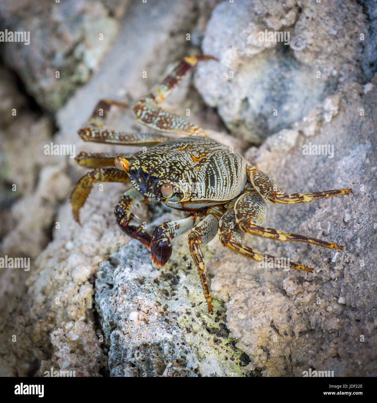 Shore crab (grapsus albolineatus) su roccia, Gangehi Island, atollo di Ari, Oceano Indiano, Maldive Foto Stock