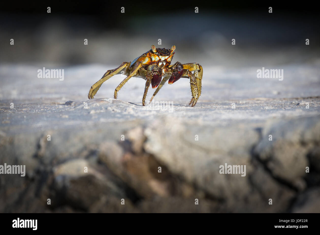 Shore crab (grapsus albolineatus) su roccia, Gangehi Island, atollo di Ari, Oceano Indiano, Maldive Foto Stock