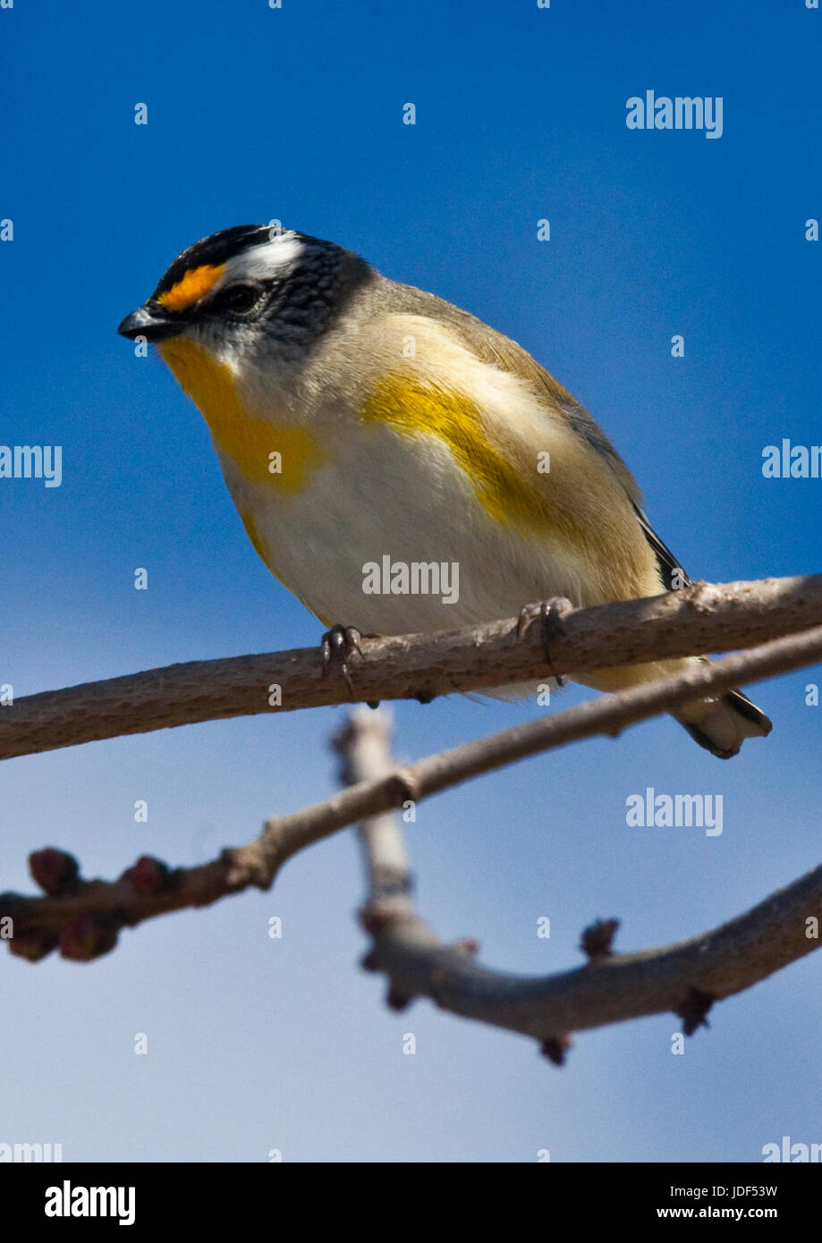 Striata Pardalotes sono piccolo gioiello-come uccelli che si nutrono di lerp e scala in alberi di eucalipti Foto Stock