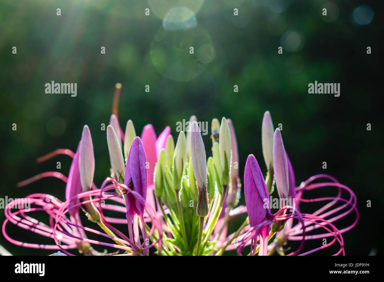 Stati Uniti; Heidelberg, MS; noi giardino nel sole di mezzogiorno con riflessi di rosa, viola e bianco petali di fiori con bokeh di fondo Foto Stock