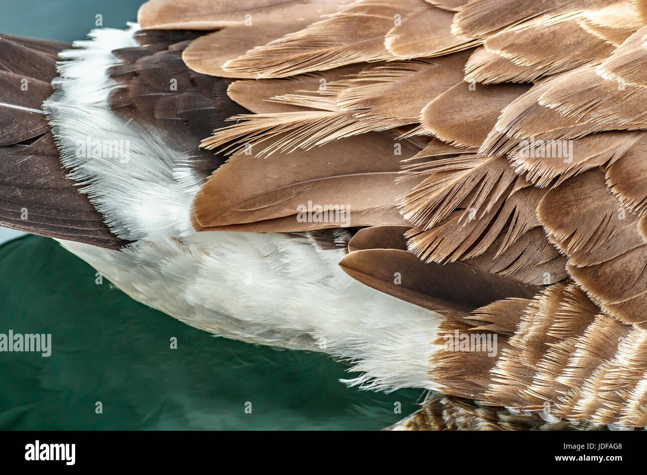 Close-up, ripresa dall'alto, di piume sul parafango posteriore e di un galleggiante Canada Goose con lieve riflesso nell'angolo inferiore sinistro. Foto Stock