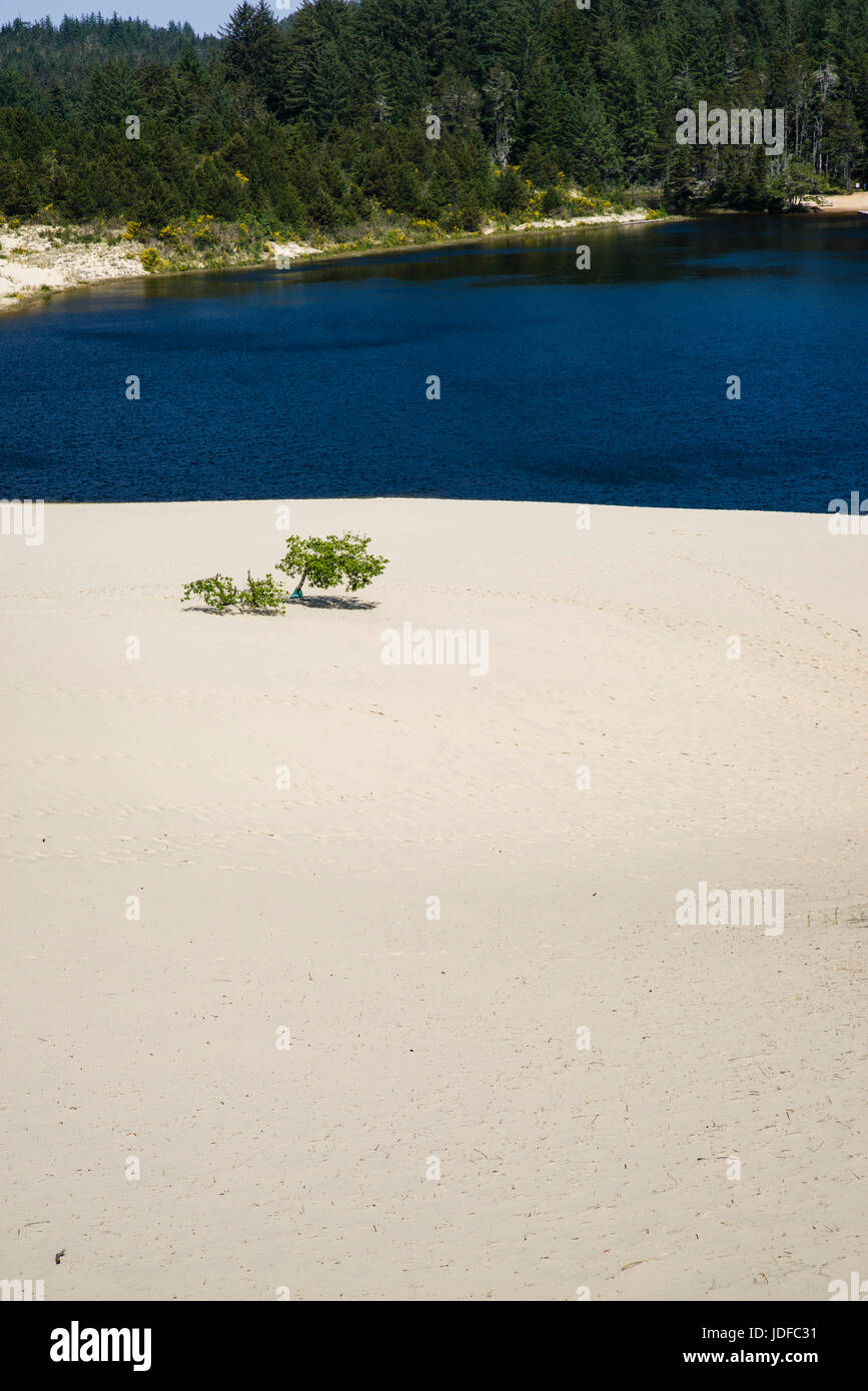 Le dune di sabbia sono l'attrazione principale di Jessie M Honeyman Memorial State Park. Firenze, Oregon Foto Stock