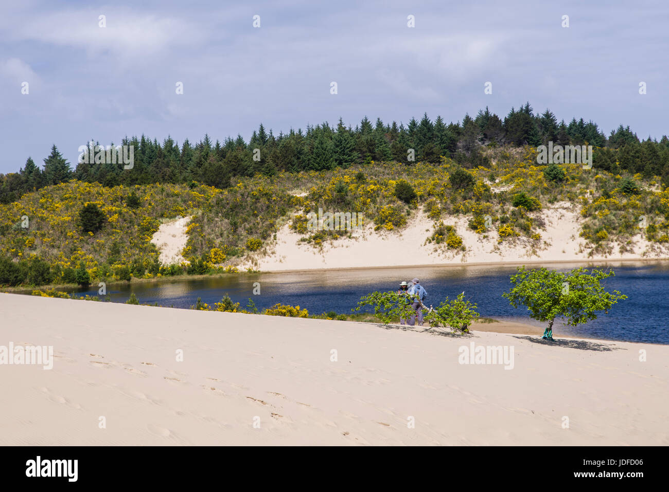 Le dune di sabbia sono l'attrazione principale di Jessie M Honeyman Memorial State Park. Firenze, Oregon Foto Stock