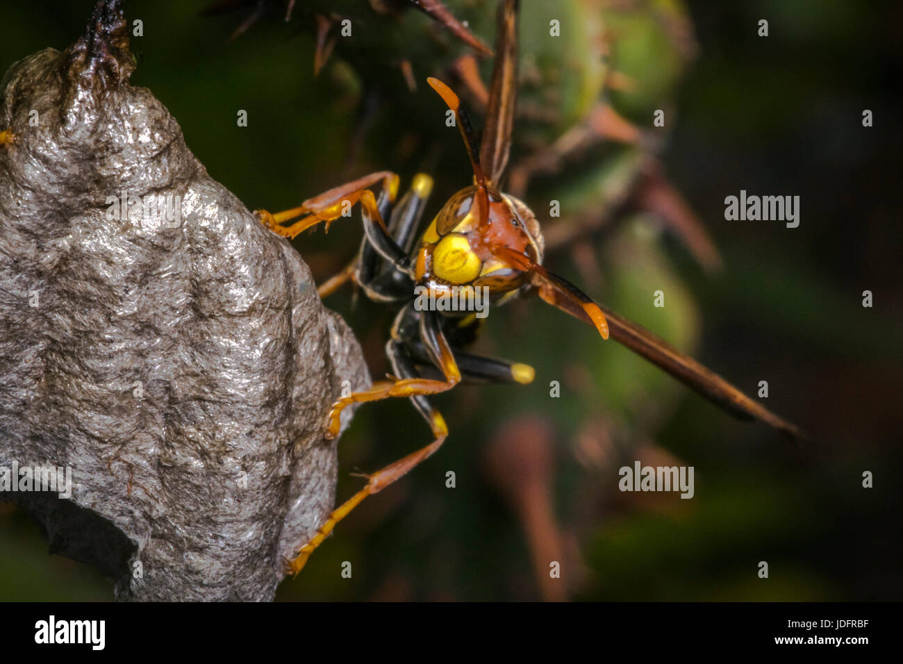 Pericoloso wasp costruendo un nuovo nido Foto Stock