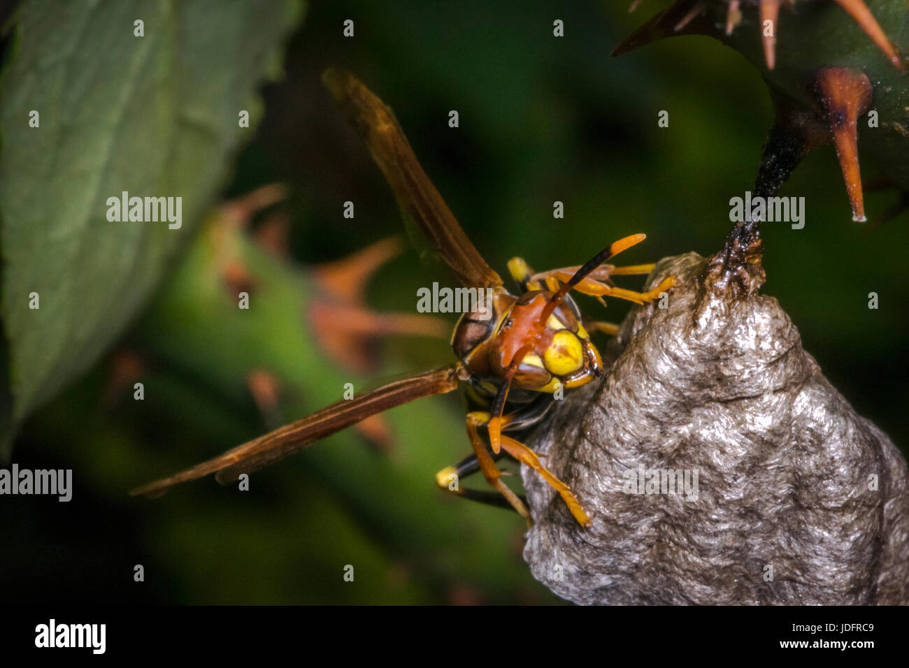 Pericoloso wasp costruendo un nuovo nido Foto Stock