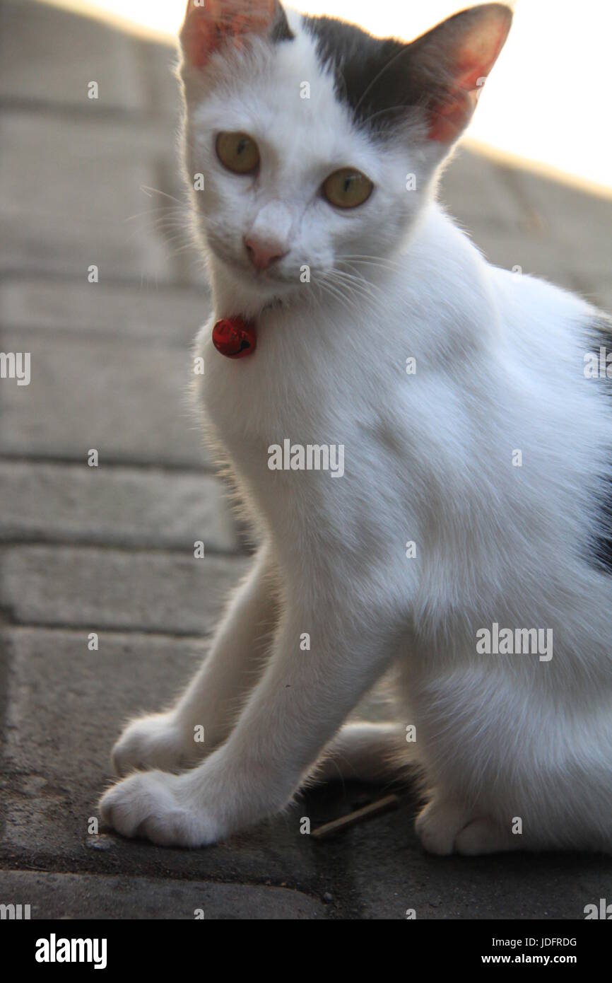 La mia piccola e dolce gioia Foto Stock