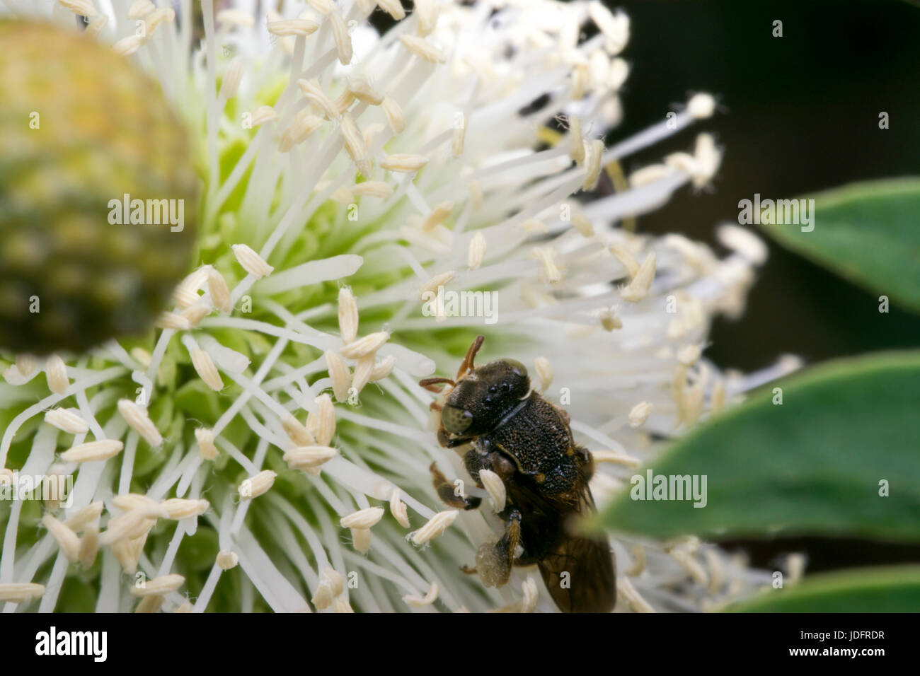 Little Black wasp su alcuni fiori bianchi Foto Stock