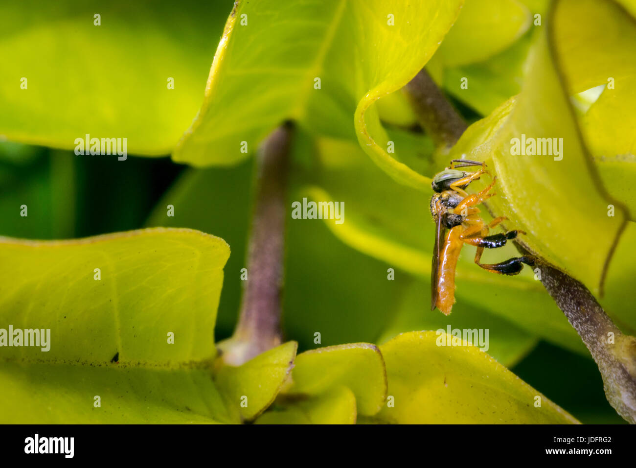 Wasp su una foglia nel selvaggio Foto Stock