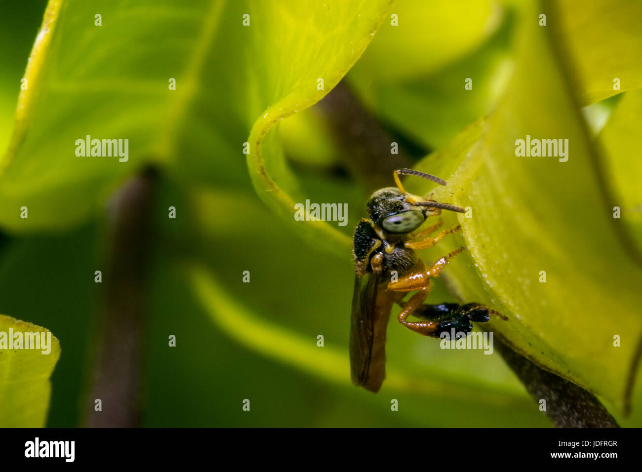 Wasp su una foglia nel selvaggio Foto Stock