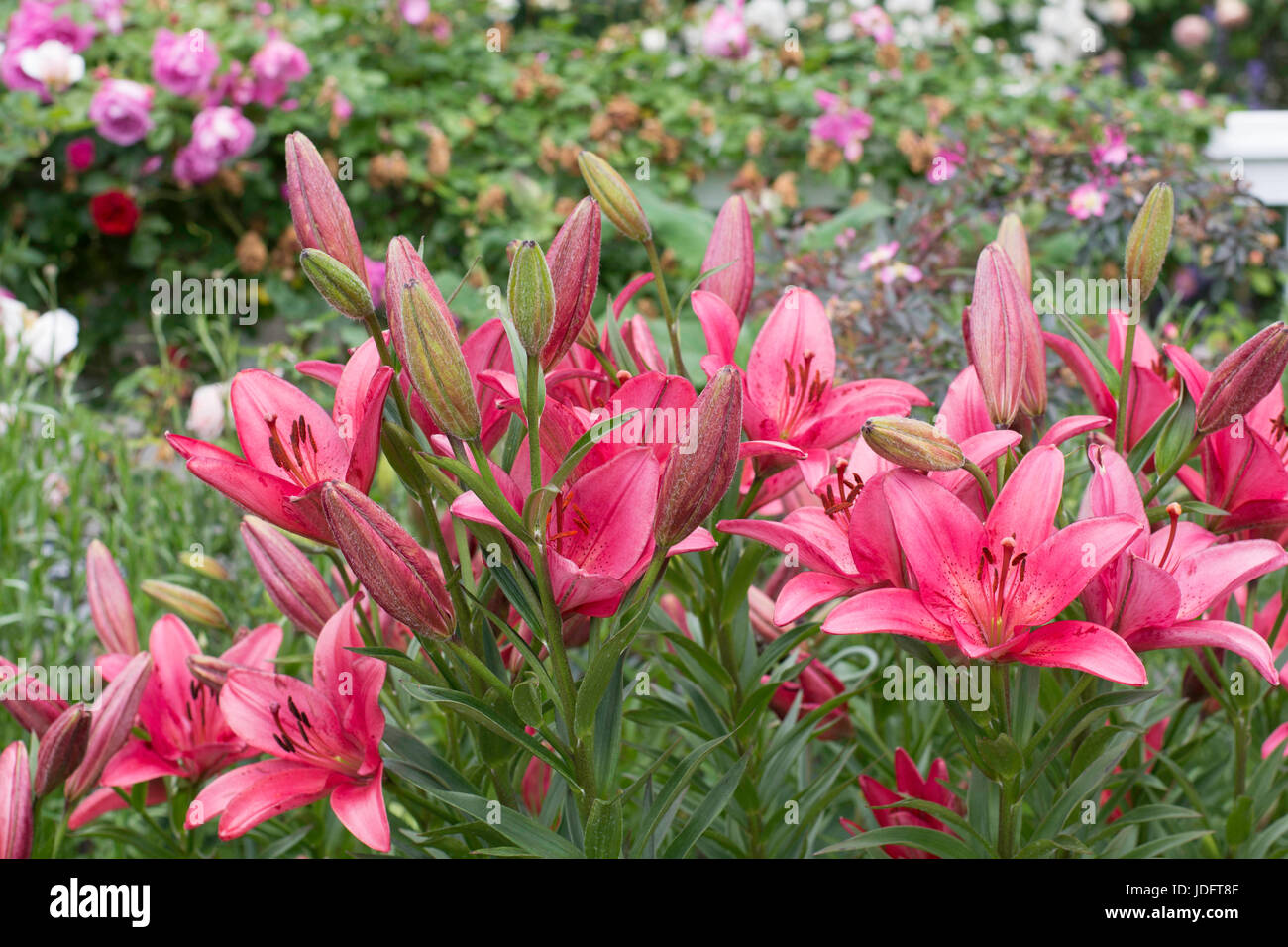 Giardino botanico Foto Stock