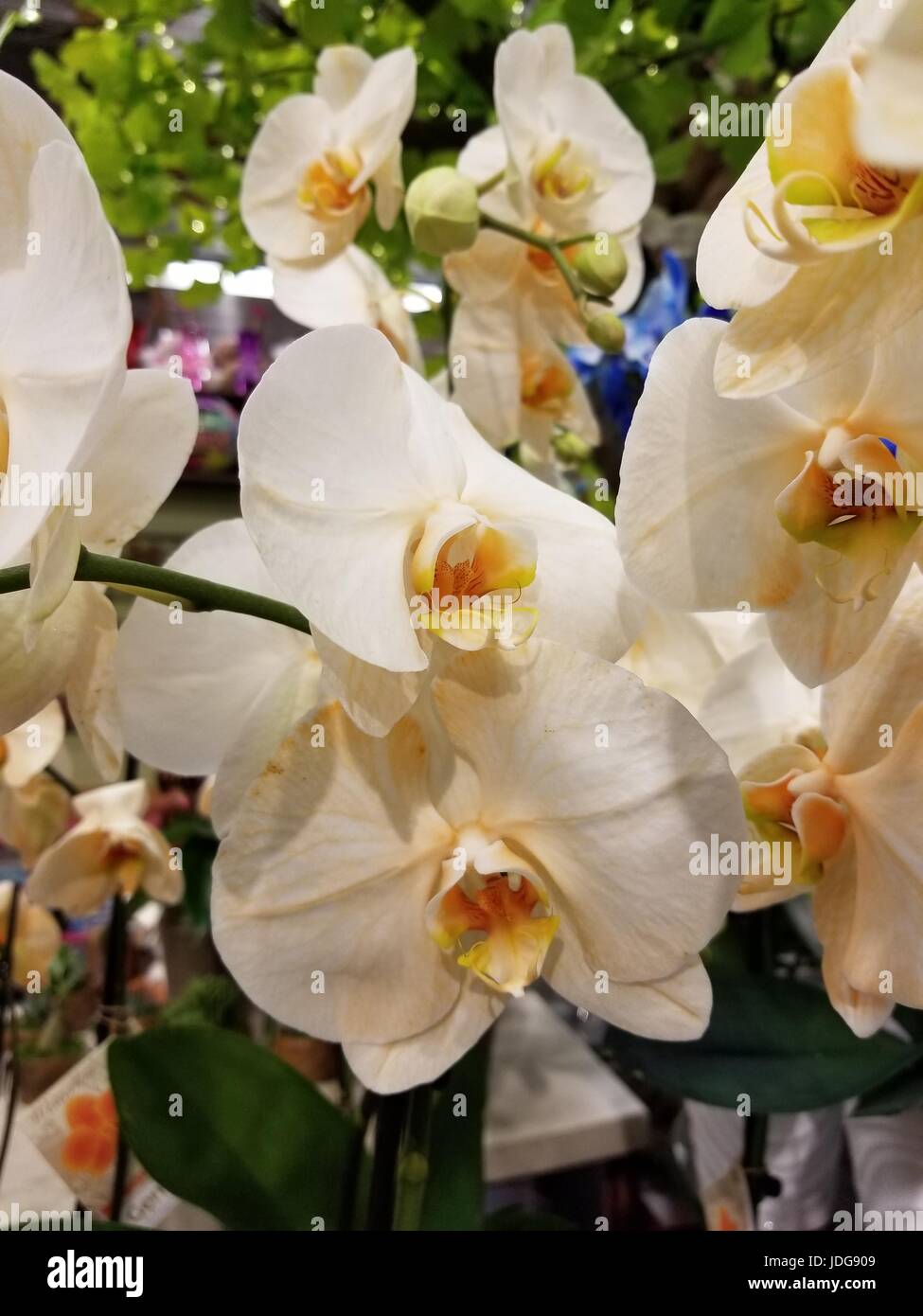 Vasi di orchidee sono offerti in un'ampia varietà di colori, forme