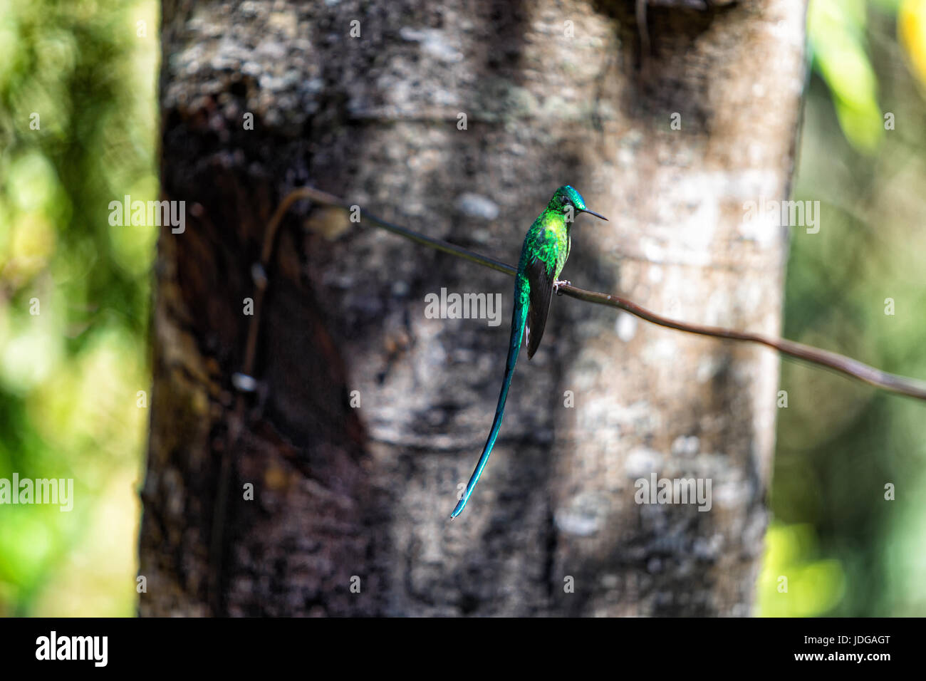 Un brillante emerald hummingbird al Acaime hummingbird santuario sulla periferia del Los Nevados National Park nei pressi di Salento, Colombia. Foto Stock