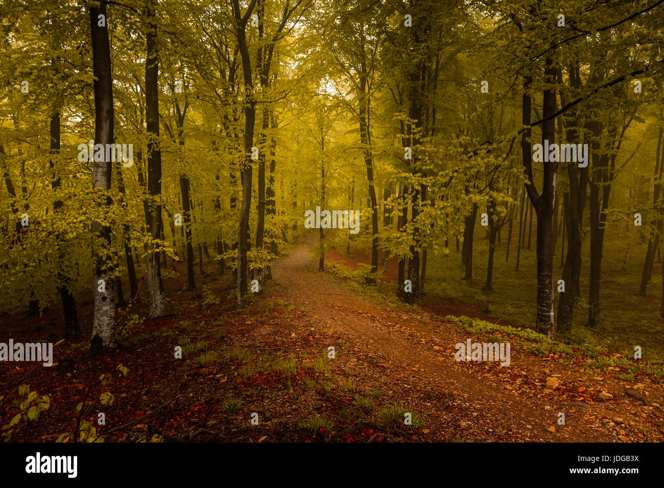 Nebbia luminoso nella foresta Foto Stock