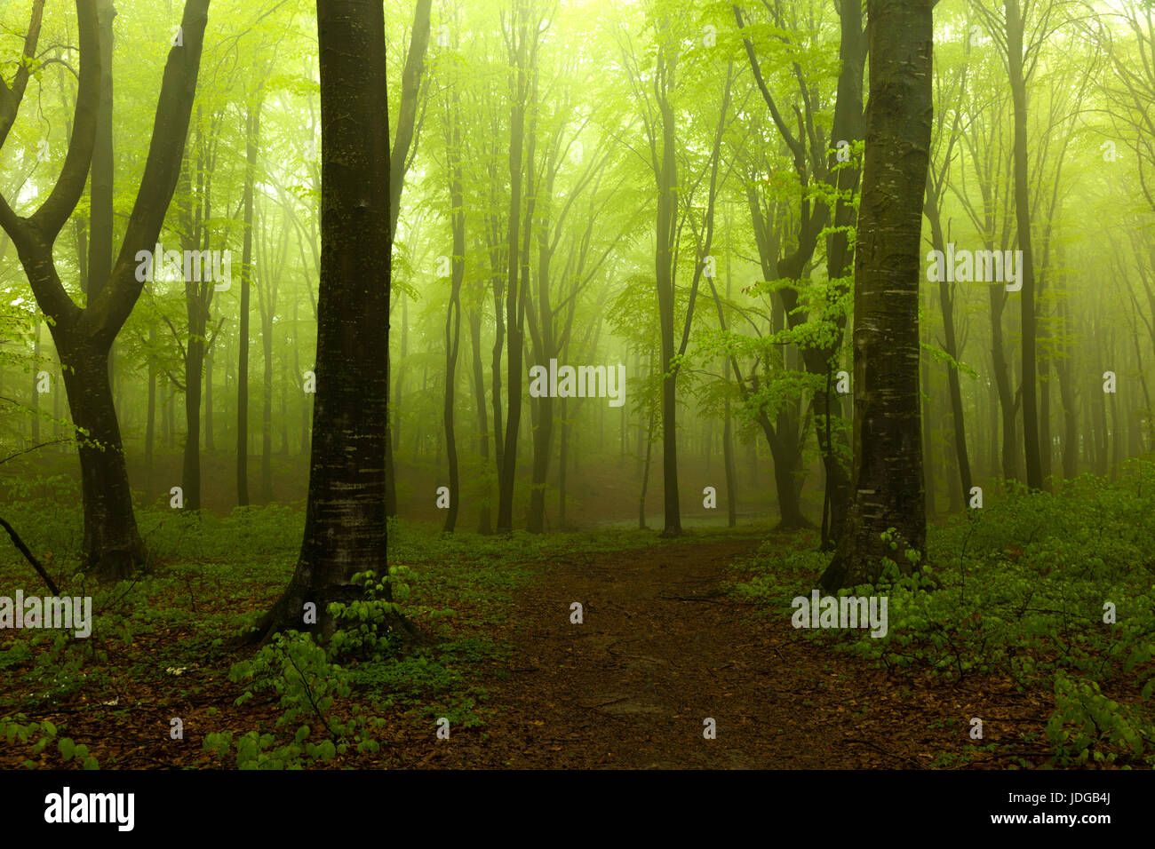 Creepy foggy forest Foto Stock