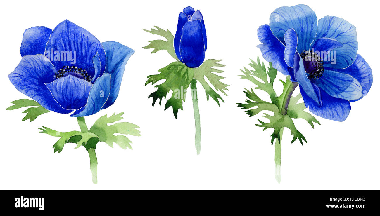 Millefiori fiore Anemone in un stile acquerello isolato. Nome completo  della pianta: Anemone blu. Aquarelle selvaggio fiore per lo sfondo,  texture, involucro Foto stock - Alamy