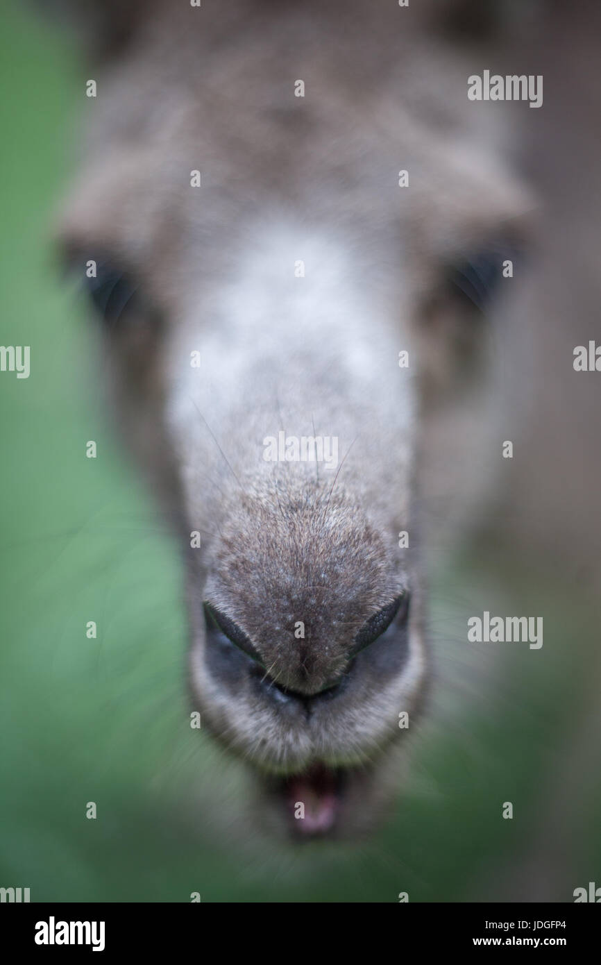 Macro di un canguro grigio naso Foto Stock