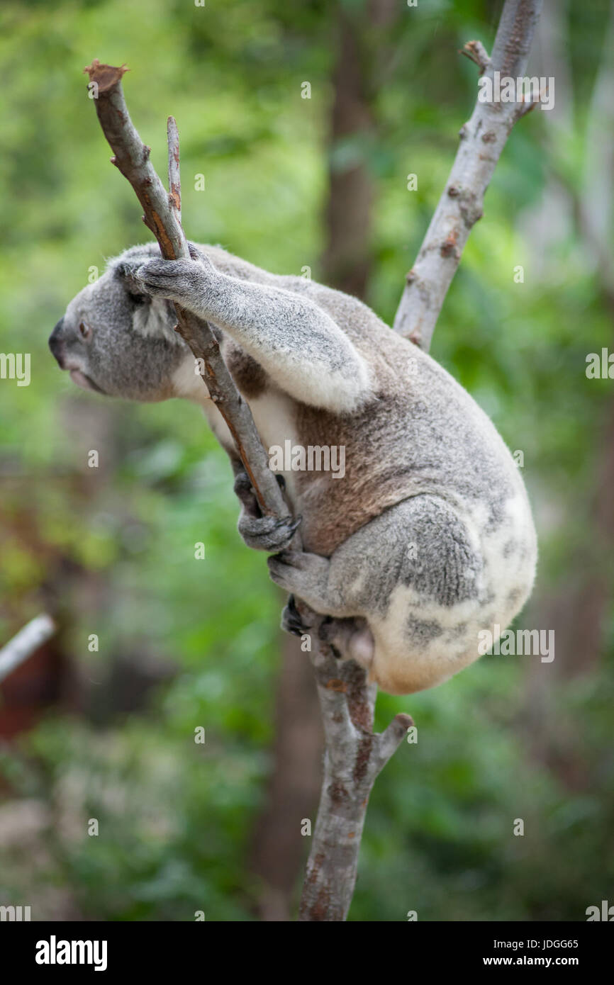 Il Koala in un albero guardando al di fuori della fotocamera nella Riserva Naturale di Currumbin, Australia Foto Stock