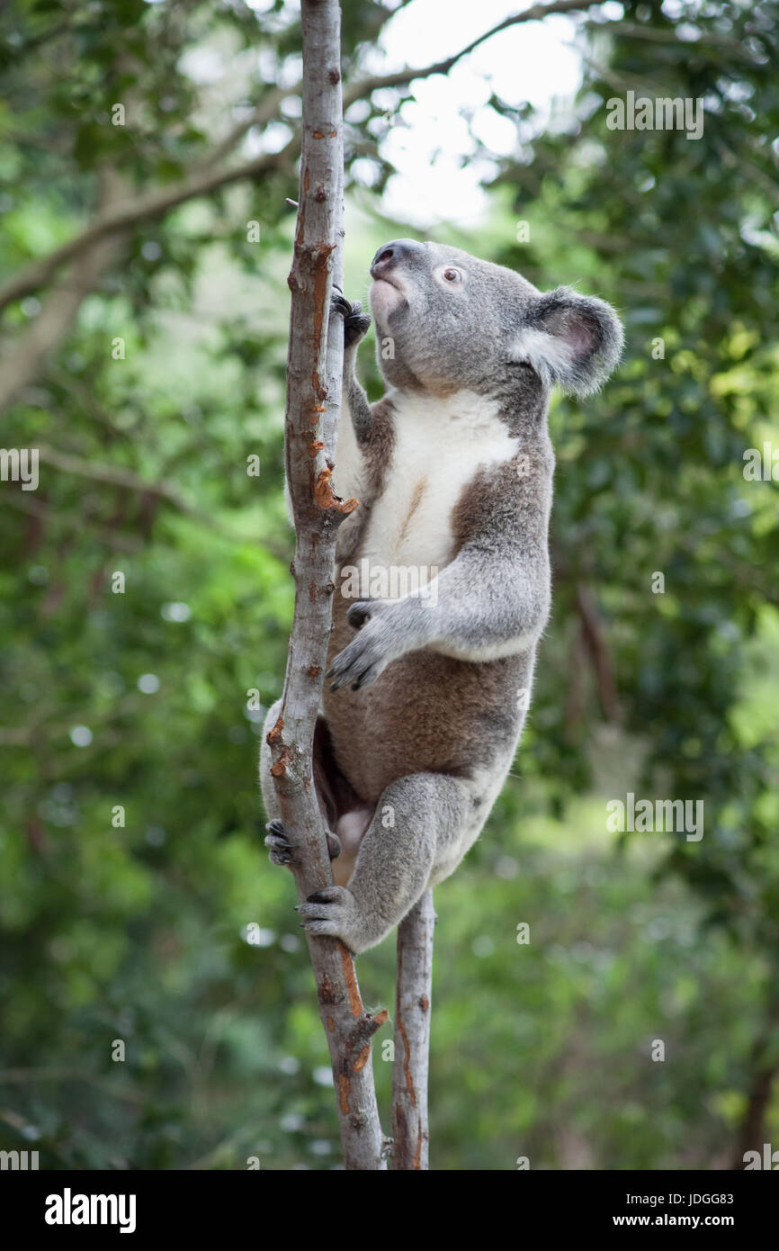Il Koala salendo su un albero nella Riserva Naturale di Currumbin, Australia Foto Stock