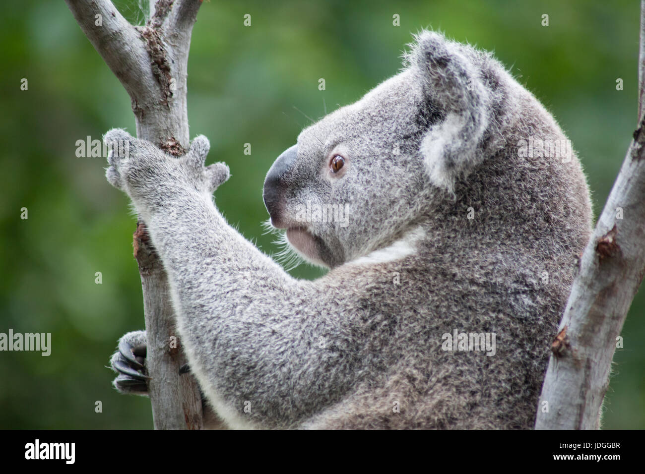 Close-up di profilo di un koala in una struttura ad albero nella Riserva Naturale di Currumbin, Australia Foto Stock