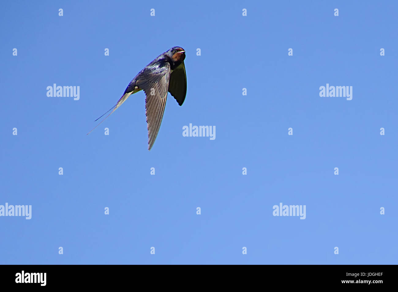 Barn swallow in volo. Foto Stock